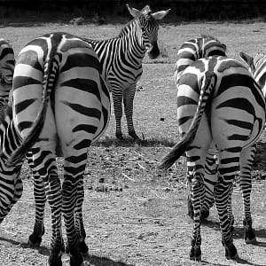 If You Sell Your Business – Buy Tail Insurance