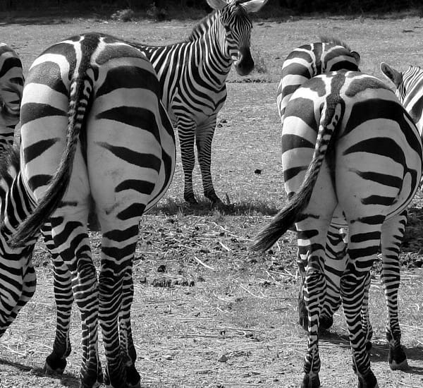 If You Sell Your Business – Buy Tail Insurance